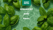 Spearmint Basil - Active Fresh